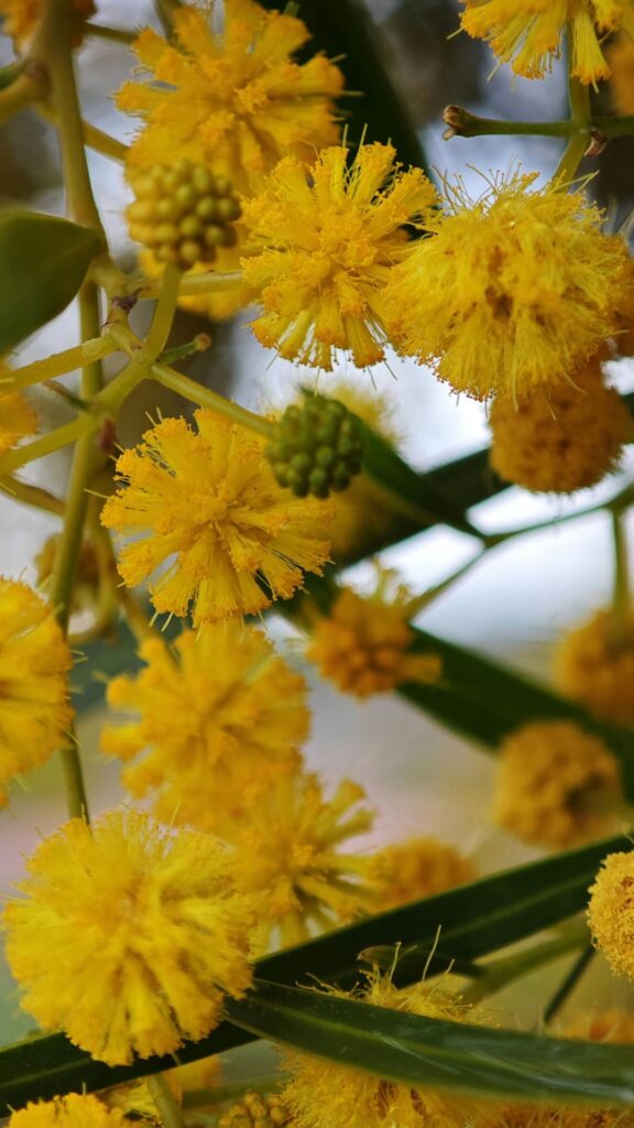 La festa della donna